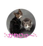 子猫スタンプにゃーにゃー（個別スタンプ：22）