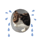 子猫スタンプにゃーにゃー（個別スタンプ：23）