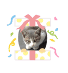 子猫スタンプにゃーにゃー（個別スタンプ：24）