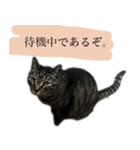 ただのねこのスタンプ。2（個別スタンプ：2）