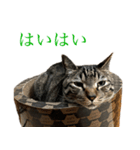 ただのねこのスタンプ。2（個別スタンプ：4）