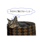 ただのねこのスタンプ。2（個別スタンプ：5）