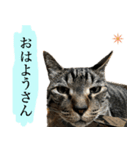 ただのねこのスタンプ。2（個別スタンプ：6）