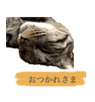 ただのねこのスタンプ。2（個別スタンプ：7）