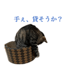 ただのねこのスタンプ。2（個別スタンプ：8）