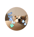 大好きはりあちゃん（個別スタンプ：1）