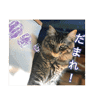 大好きはりあちゃん（個別スタンプ：3）