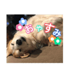 大好きはりあちゃん（個別スタンプ：4）