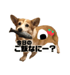 大好きはりあちゃん（個別スタンプ：11）