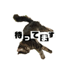 大好きはりあちゃん（個別スタンプ：16）