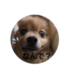 らいくんまん1（個別スタンプ：11）
