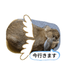 うさぎスタンプSPECIAL（個別スタンプ：3）