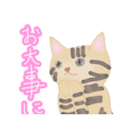 ほっこりリアルねこ（個別スタンプ：12）