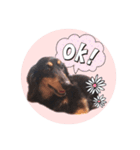 SORA's stamp(miniature Dachshund)（個別スタンプ：1）