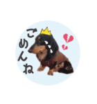 SORA's stamp(miniature Dachshund)（個別スタンプ：2）
