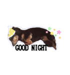 SORA's stamp(miniature Dachshund)（個別スタンプ：3）