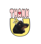 SORA's stamp(miniature Dachshund)（個別スタンプ：5）