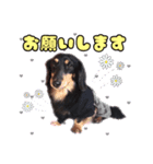 SORA's stamp(miniature Dachshund)（個別スタンプ：6）