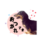 SORA's stamp(miniature Dachshund)（個別スタンプ：7）