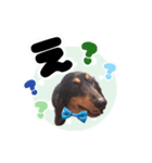 SORA's stamp(miniature Dachshund)（個別スタンプ：8）