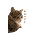甘えんぼうのよぐ2（個別スタンプ：16）