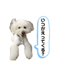 クイールくん4（個別スタンプ：12）