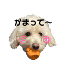 クイールくん4（個別スタンプ：13）