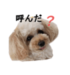 トイプードル もこ2（個別スタンプ：15）