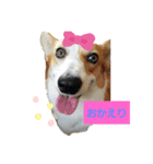 DAKOchan（個別スタンプ：3）