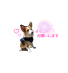 DAKOchan（個別スタンプ：7）