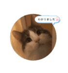 わたこのスタンプ ver.よく使うことば（個別スタンプ：1）