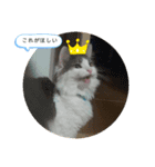 わたこのスタンプ ver.よく使うことば（個別スタンプ：8）