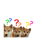 操柴スタンプ（個別スタンプ：3）