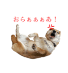 操柴スタンプ（個別スタンプ：4）