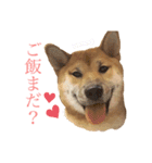 操柴スタンプ（個別スタンプ：5）