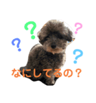 トイプースタンプ(ここ姉と妹ねね)（個別スタンプ：1）