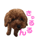 トイプースタンプ(ここ姉と妹ねね)（個別スタンプ：6）