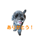 トイプースタンプ(ここ姉と妹ねね)（個別スタンプ：8）