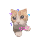にゃ〜すたんぷ（個別スタンプ：1）