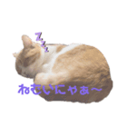 にゃ〜すたんぷ（個別スタンプ：3）