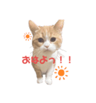 にゃ〜すたんぷ（個別スタンプ：4）