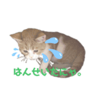 にゃ〜すたんぷ（個別スタンプ：8）