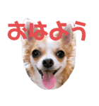 チワワ 日常2（個別スタンプ：5）