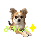 チワワ 日常2（個別スタンプ：13）