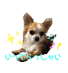 チワワ 日常2（個別スタンプ：17）