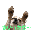 チワワ 日常2（個別スタンプ：24）