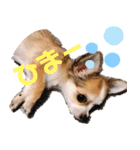チワワ 日常2（個別スタンプ：28）