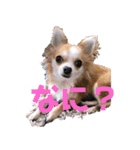 チワワ 日常2（個別スタンプ：30）