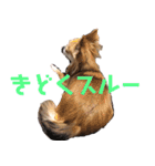 チワワ 日常2（個別スタンプ：31）