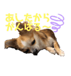 チワワ 日常2（個別スタンプ：32）